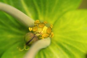Macro view of Pistil Flower