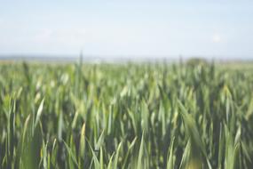 Farm Fields Crops