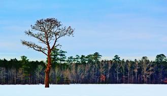 Winter Tree Colorful