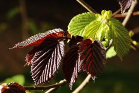 Hazel Colors Foliage