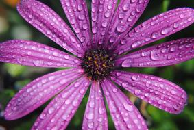 Close-up of the beautiful, purple flower with colorful core with water drops, in the summer