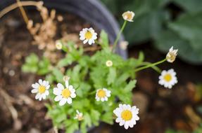 Daisies Daisy Flowers