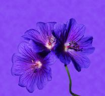 clipart of Blue Flowers bloom