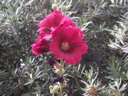 Close-up of the beautiful, pink and red flowers among the green leaves in Portugal