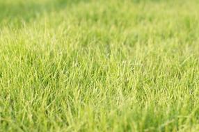 Grass Green Fresh