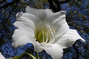 White Amaryllis Flowering Bulbs