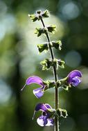 macro photo of Purple Flowers at garden
