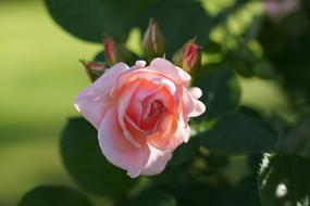 Flower pink Rose at garden