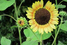 Sunflower Flower Bud