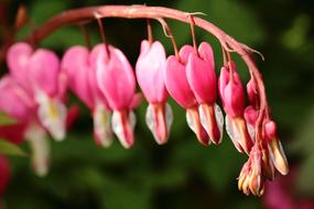 Close-up of the colorful and beautiful, blossoming bleeding heart flowers on the branch, at blurred background