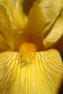 yellow iris petals, close-up