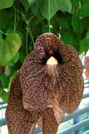 Close-up of the brown Brazilian Whistle flowers of different shades, on the plant with green leaves