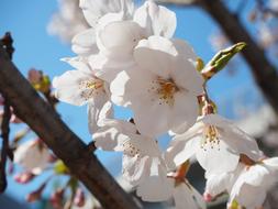 Cherry Blossoms Yoshino