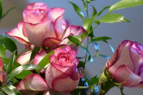 Ecuador Pink Roses