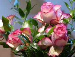 Close-up of the beautiful and colorful Ecuador rose flowers with green leaves in sunlight