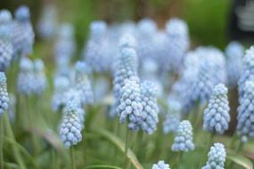 blue Flowers at summer Garden