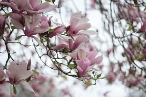 pink Flowers on branches in Garden