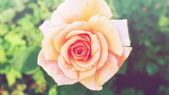 Close-up of the beautiful, blossoming, orange, pink and yellow rose flower in sunlight, among the green leaves