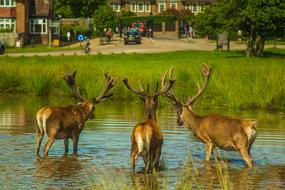 Deer at Water Nature