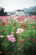 Flowers Countryside