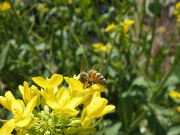 Honeybee Bee Rape Blossoms