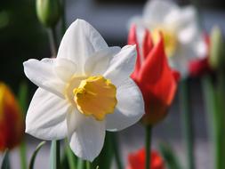 macro picture of Flower Narcissus at Spring