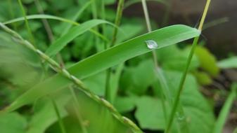 Dew Fresh
