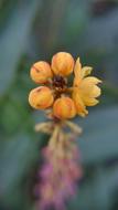 Wild Flowers Close-Up