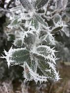 Winter Ice