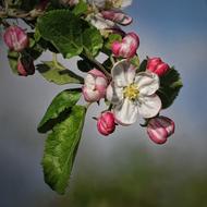 Apple Blossom Tree