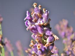 Close-up of the beautiful and colorful plants with flowers and buds