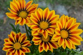 Yellow Red Flowers