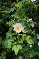Spring Flowers at garden