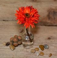 Beautiful still life with the red and orange flower in vase with water, among the colorful stones