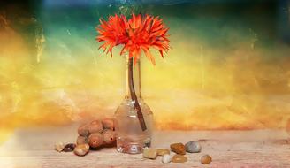 Flower in vase and Stones