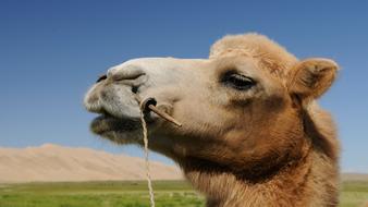 Camel in Mongolian Desert