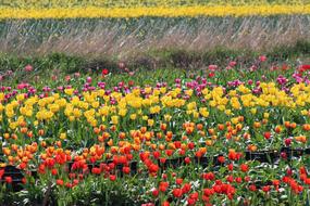field of colorful tulips in Canada