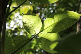 Leaves Sun Life Ray Of