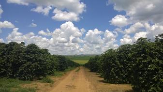 road leading to clearing