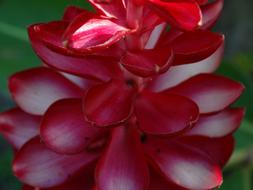 Flower Red close-up in blurred background