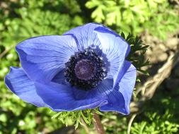 Anemone Flower Garden