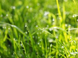 Dewdrop Drip Wet
