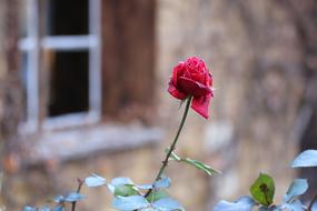 Rose Flower Red blur