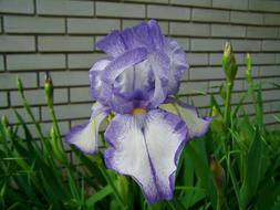 Purple Iris Fleur-De-Lis Spring