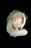Rose White Flower