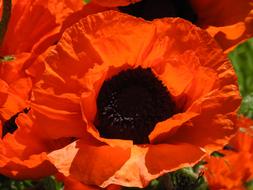 Poppy Red Blossom petals