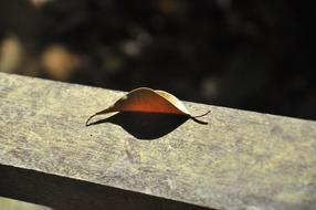 Leaf Shatter Life at sunlight