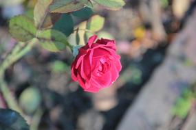 Close-up of the beautiful, pink and red rose flower of different shades, with leaves, in Germany