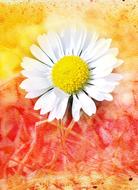 painting of white Daisy Flower Blossom