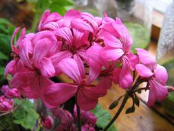 Geranium Spring